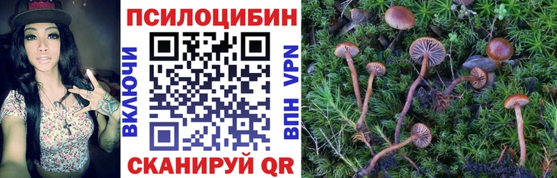 Купить где  Волхов  Псилоцибиновые грибы Psilocybine cubensis 